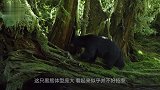 400斤黑熊怼上狮王！到底谁能赢镜头拍下全过程