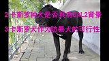 卡斯罗犬 公安考察卡斯罗标准犬舍判断卡斯罗是否纯种