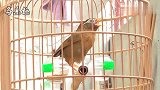 画眉鸟叫声：精品画眉鸟叫声欣赏，套路特别多