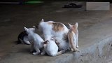 严厉的猫妈妈发现幼崽独自喝牛奶，突然暴怒