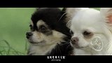 20170611-为什么脏话总有狗？-看鉴地理