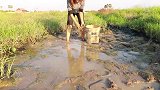 野外湿地的一个水坑干涸了，农村姑娘泥坑里抓鱼，一会儿抓半桶鱼