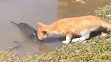 橘猫：鱼儿你别动，我就摸一下而已！