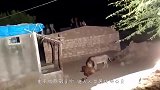 一头花豹“从天而降”，一口咬住男子小腿，危急时刻狗子出手了！