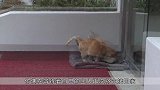 狗狗失明被主人遗弃，猫咪使出各种招式安慰它，被这只猫咪感动了