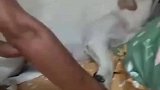 小狗躺在床上睡觉，被男子整蛊