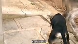 狗：气质这一块我就没服过谁