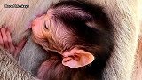 非常可爱的新生猴子才4天大，看起来很可爱，很强壮很健康