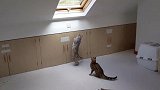 这两只猫咪怎么了？