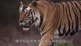 动物园老虎与雄狮爆发大战！若非饲养员一声断喝！其命休矣