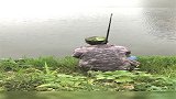 这波操作太哇塞了，老哥往湖里一甩钩子就上甲鱼，真让人眼馋