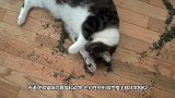 让猫咪陷入疯狂的猫薄荷，给老虎闻一下会怎样忍住别笑