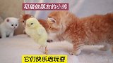 和猫做朋友的小鸡，快乐地玩耍萌宠小奶猫