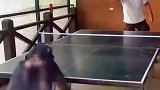 想拿兵乓球冠军，赢了我们猴子再说