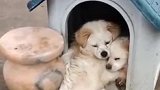 感人！狗妈妈拥抱重病狗崽，眼神里全是心痛