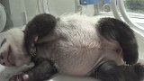 熊猫宝宝：小肚皮一起一伏，这小声音，听的心都酥了！