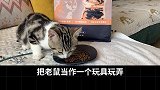 为什么有些宠物猫不抓老鼠？猫抓老鼠