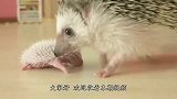 小刺猬被偷了出来，很快刺猬妈妈发现了，接下来一幕太有趣