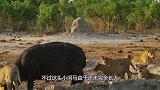 5头狮子咬住河马，生死之际河马大吼一声，狮子：你也会狮吼功