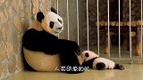 铁门压倒小猴子，猴妈妈却一屁股坐上去，这还是亲生的吗？