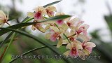 兰花浇水难？利用这些“关窍”，好兰轻松养出来