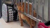 猫猫是真的胖了，胖的都被卡住啦