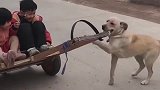 狗子拉车的搞笑操作，狗子说这车我拉了，一会鸡腿可不能少！