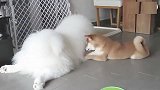 发现萨摩耶的毛柔软异常，柴犬忍不住摸了又摸