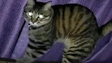 狸花猫：嘘，别吵我叫小哥哥起床，我老公没了你赔得起