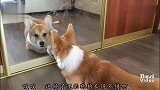 “它模仿我的脸！还学我叫”柯基犬第一次照镜子，太萌了