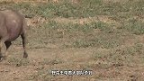 野牛宝宝惨遭野狼摧残，生命垂危之际牛王杀到，野狼这下惨了