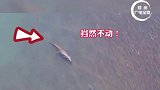 鲨鱼遇到鳄鱼瞬间怂了溜之大吉，没想到你是这样的鲨鱼