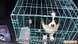 帮粉丝购得边境牧羊犬，小家伙非常活泼精神十足，一副聪明相