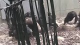 被同类排斥的猴子