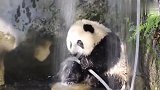 熊猫自己洗澡，一旁的奶爸看不下去了，镜头记录爆笑全程