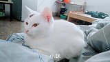 谁都不服就服你，真是心机猫咪，玩不过你耶