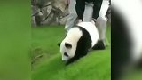 好高兴的小熊猫啊，看着蠢蠢的样子，可真是好玩啊！