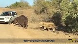 小牛遭遇狮子攻击，不断地在马路上鸣叫，不料下一秒画风突变！