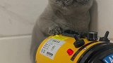 洗澡吹风就觉得自己委屈的小猫咪