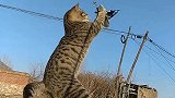 田园里的捕猎高手，体型虽小气场不小