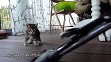 奶萌的小猫咪上线，这萌萌哒的小模样，真是好可爱！