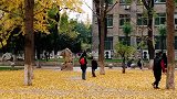 美丽校园，银杏叶落满地金