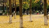 美丽校园，银杏叶落满地金