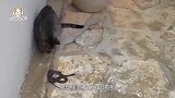 猫咪碰到一条蛇，猝不及防被其咬了一口，给猫咪整的措手不及