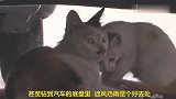 躲藏在汽车底盘上的猫咪母子，太会选择地方了