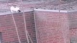 猫咪想跳到楼下，后来害怕使劲又上去了