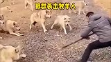 男子在放羊时遭遇狼群的围攻，关键时拿出武器，吓的野狼仓皇而逃