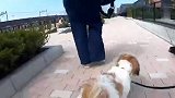 铲屎官带水獭散步，结果半路遇到只狗，接下来忍住别笑