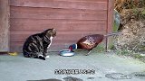 野鸡悄悄靠近猫咪，不料猫咪反应出人意料，镜头拍下全过程