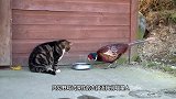 野鸡悄悄靠近猫咪，不料猫咪反应出人意料，镜头拍下全过程